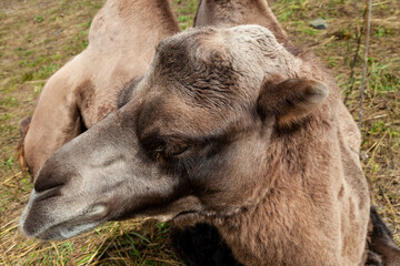 Close-up on the head and long neck of a camel with a brown skin on a background of green grass,...