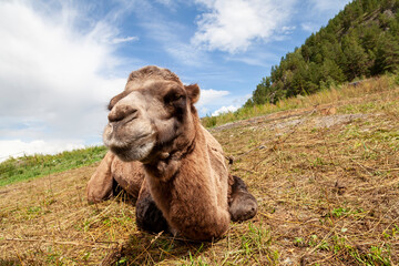 A camel with a brown skin and two humps against a background of green grass in the mountains with a...