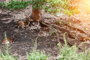 A family of brown deer lies on the ground in the forest in summer. Poaching and hunting.
