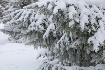 Frozen spruce needles covered with snow. Winter background
