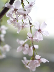 cherry blossoms