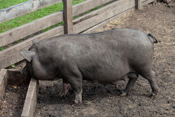 A black wild pig stands in the mud on a warm summer day.