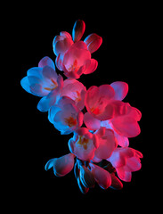 Weiße Freesia-Blumen blühen, rosa und blaues Neonlicht, Draufsicht. Isoliert auf schwarzem Hintergrund.