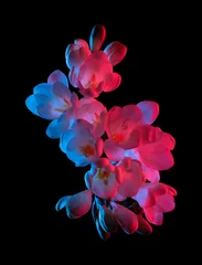 Blackout roller blinds Romantic style White Freesia flowers blooming, pink and blue neon light, top view. Isolated on black background.