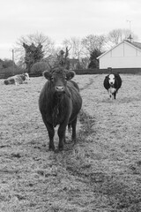 Vaches sur un champs Noir et Blanc