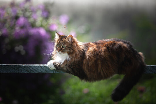 A domestic cat is laying on a old wooden table against a background of green plants. A non-pedigreed cat, circles in blurred background, looks at the camera. A pet in nature. The village, the park.