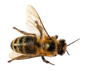 bee or honeybee Apis Mellifera isolated on white