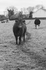 Cow in the field Black and white