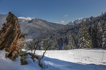 Berge mit Schnee und Bäumen in den Alpen