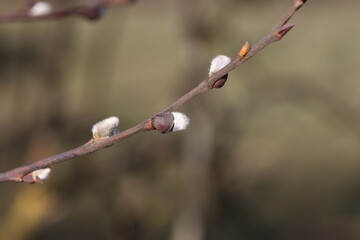 Spring. Willow branch with white fluffy buds