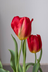 three tulip flowers on white background