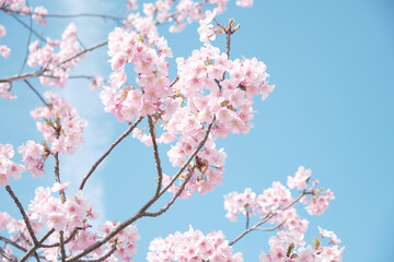 pink cherry blossom