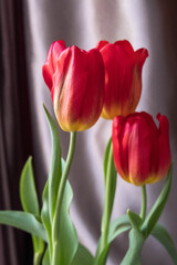 three red tulip flowers on gray curtain background