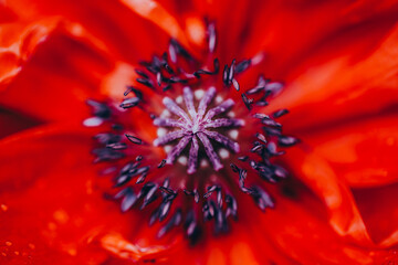 Macro shot of beautiful poppy flower