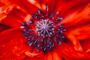 Macro shot of beautiful poppy flower