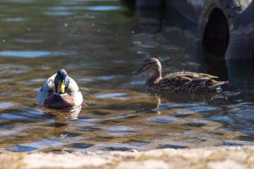 Ducks in a meadow by the water