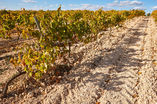 Vineyards plantation in Utiel Requena. Harvest time. Spanish viticulture