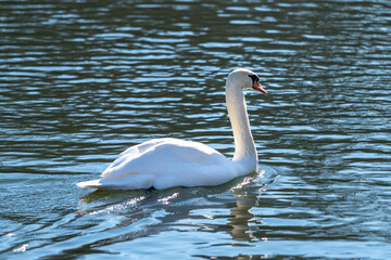 Swan in the water