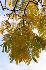 tree foliage close up with bright sky in tones of yellow, orange and green
