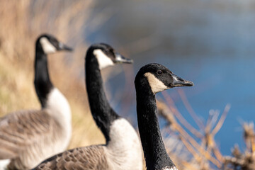 Canada geese in a meadow