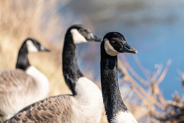 Canada geese in a meadow