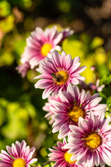 Obraz premium Lila and white petaled flowers in the garden with a honey bee, shallow focus