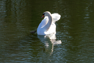Swan in the water