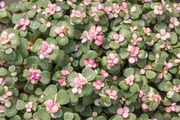 Potted plant purslane flower leaves，Pailulacaria afra var.foliis-variegatis