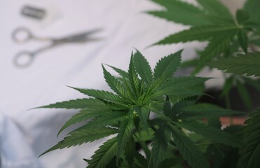 a lush bush of marijuana on a blurred background of a white cloth with a blade and scissors lying on it, growing cannabis and silhouettes of cutting items in blurred focus
