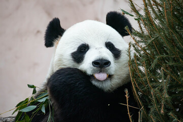 A giant black and white panda is eating bamboo. Large animal close-up.