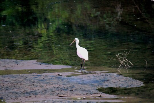ave colhereiro - platalea ajaja
