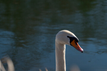 Swan in the water