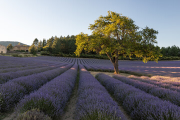 Fototapeta na wymiar Trees on lavender fields in the provence in France, Europe