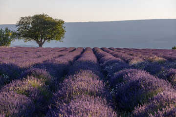 Trees on lavender fields in the provence in France, Europe