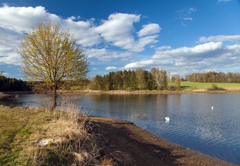 Fototapeta na wymiar pond with swan and beautiful clouds, springtime view