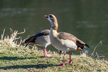Egyptian goose in a meadow