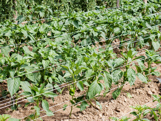 Green peppers growing on pepper plants in a rural vegetable garden during the summer