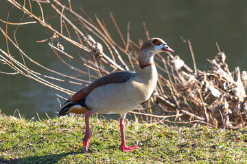 Egyptian goose in a meadow