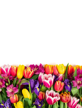 Border with colorful spring flowers. The flower composition isolated on a white background. Mothers Day and spring concept. Copy space, top view, flat lay.