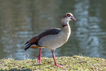 Egyptian goose in a meadow