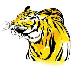 にらむトラ、カラー