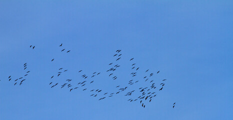 migration of common cranes flying through European sky - bird flock