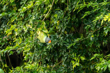 Plum headed parakeet or Psittacula cyanocephala portrait of a colorful parrot in natural green...