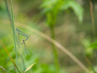 White-legged damselflies (platycnemis pennipes) mating on grass