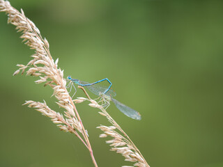 White-legged damselflies (platycnemis pennipes) mating on grass