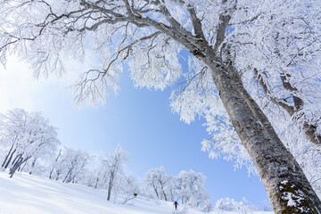 山スキー　雪山を行く　信州鍋倉山