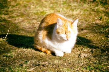 red cat in the grass