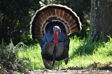 Beautiful Male Turkey Foraging For Food On A Secluded Hill Side In Early Spring In Northern...