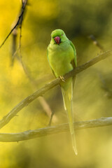 Alexandrine parakeet or parrot portrait in natural green background of keoladeo ghana national park or bharatpur bird sanctuary rajasthan india - Psittacula eupatria
