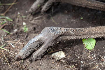 Close-up on a large ostrich paw with three gray toes.